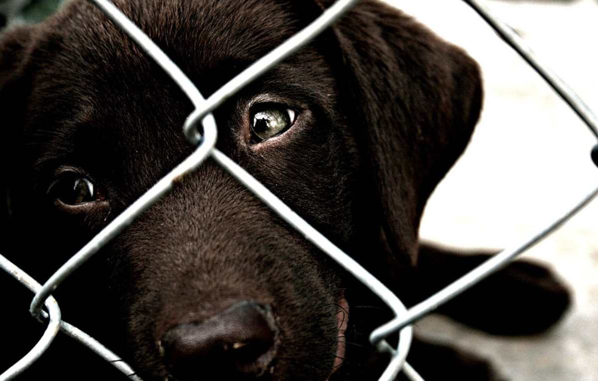 12 Alarming Facts About Pet Homelessness One Green Green