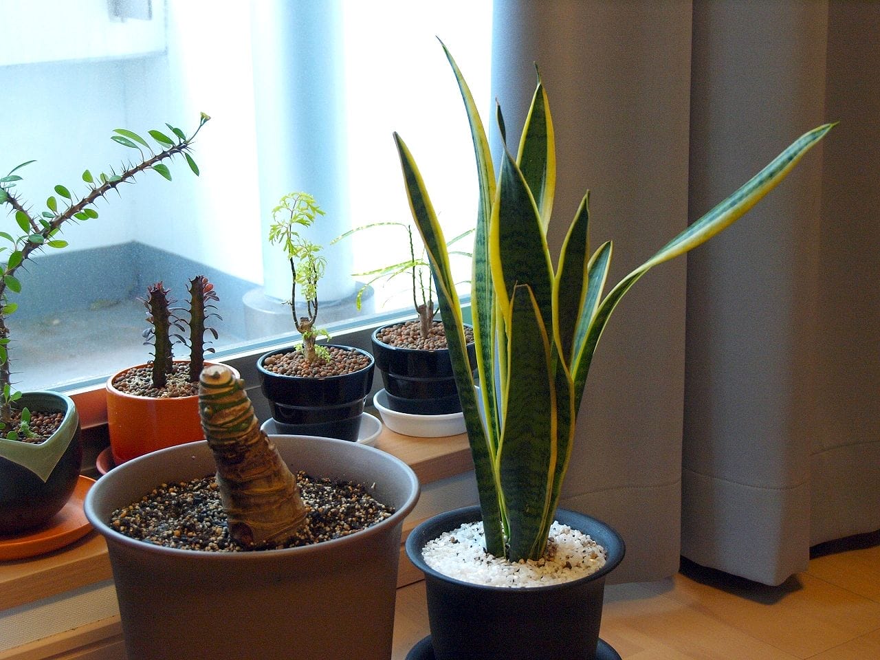 10 Best Houseplants for Improving the Air Quality in Your Home  One Green  Planet