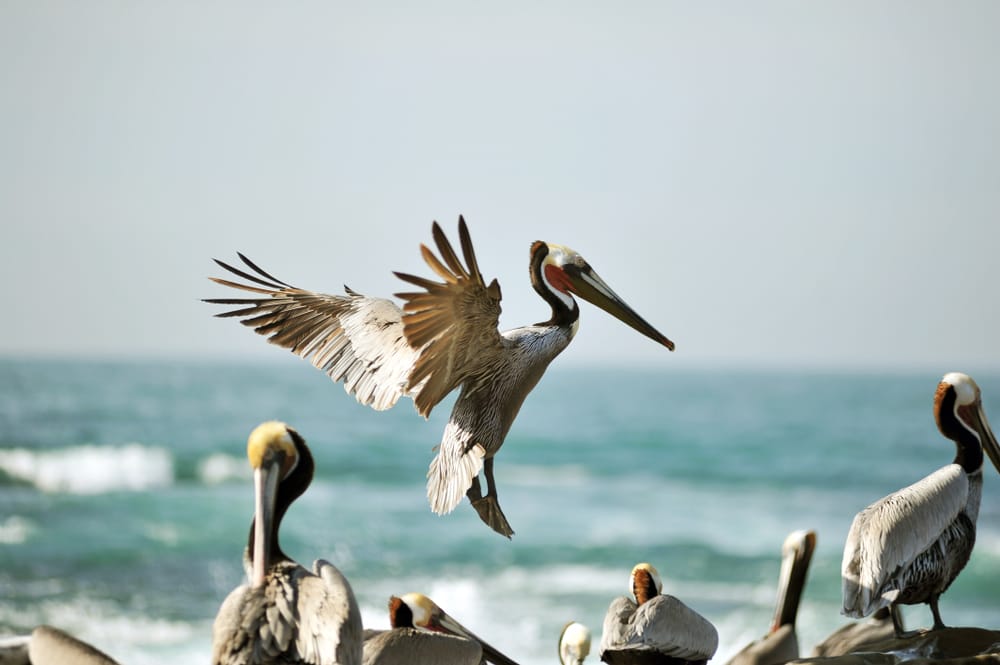 Abandoned Pelican Learns To Fly (VIDEO)