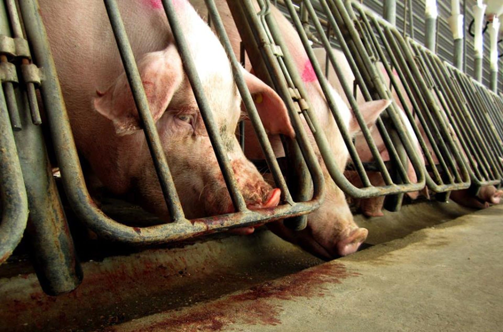 5 Things Factory Farming Harms Besides Animals – One Green Planet