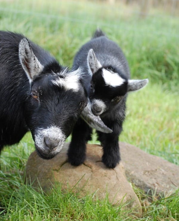 Animal Kin Tumblr Tumblr Baby Animals