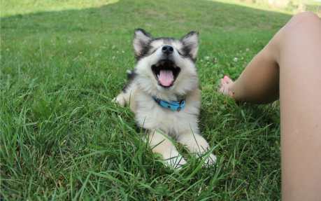 Adorable! Boy Teaches Puppy the Art of Howling (VIDEO)