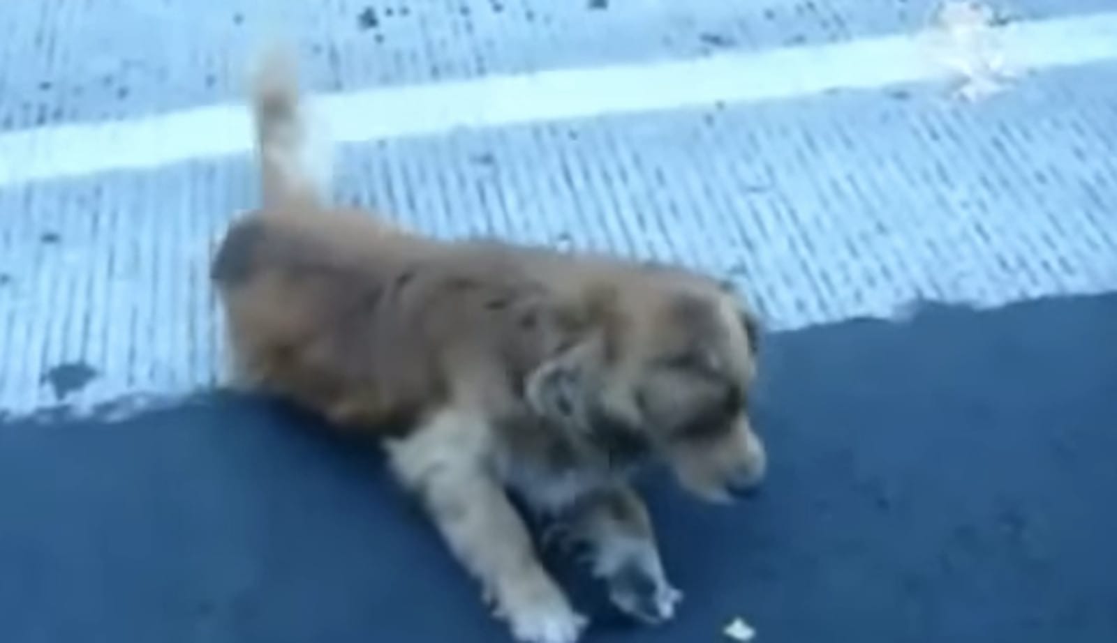Man Risks His Own Life to Rescue a Dog Who Had Been Hit by a Car on the ...