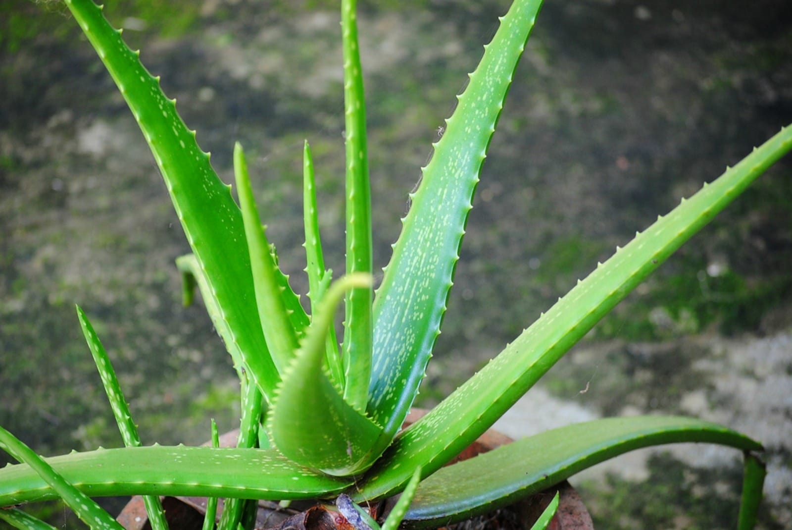 aloe vera sauna Vera – Thermasol main image 1