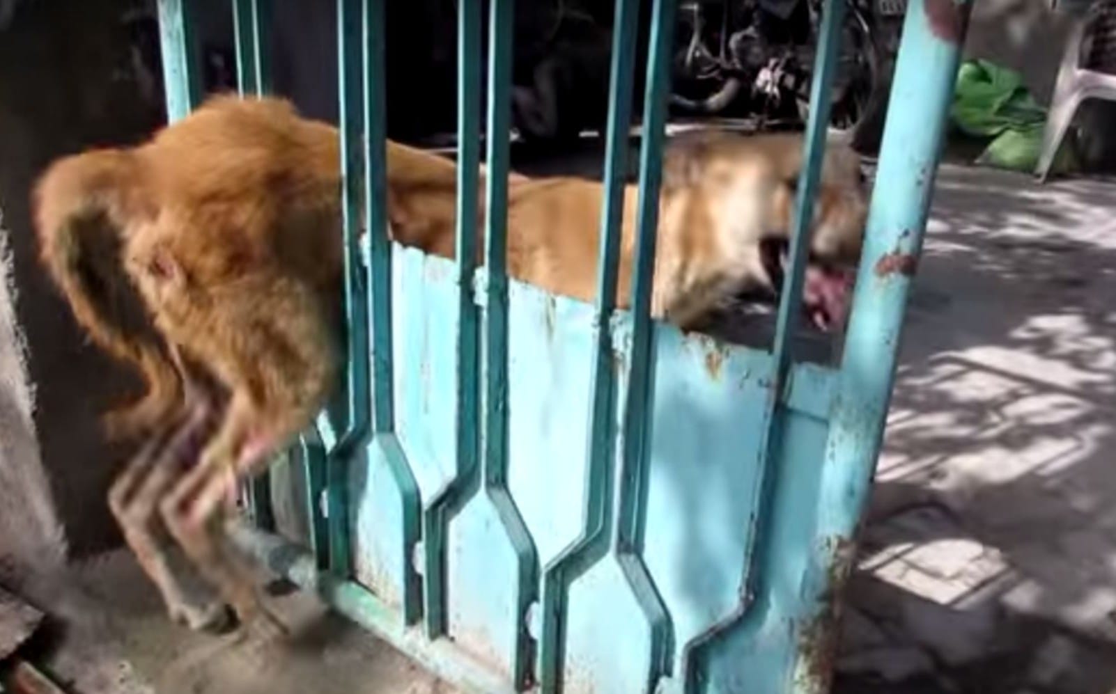 Kind Rescuers Save Frightened Homeless Dog Who Was Stuck in a Gate ...