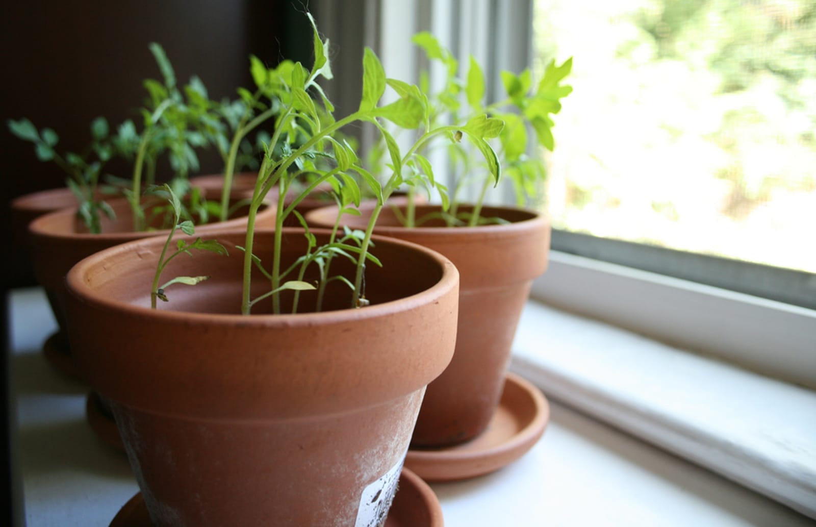 7 Edible Plants You Can Grow on Your Windowsill  One Green Planet