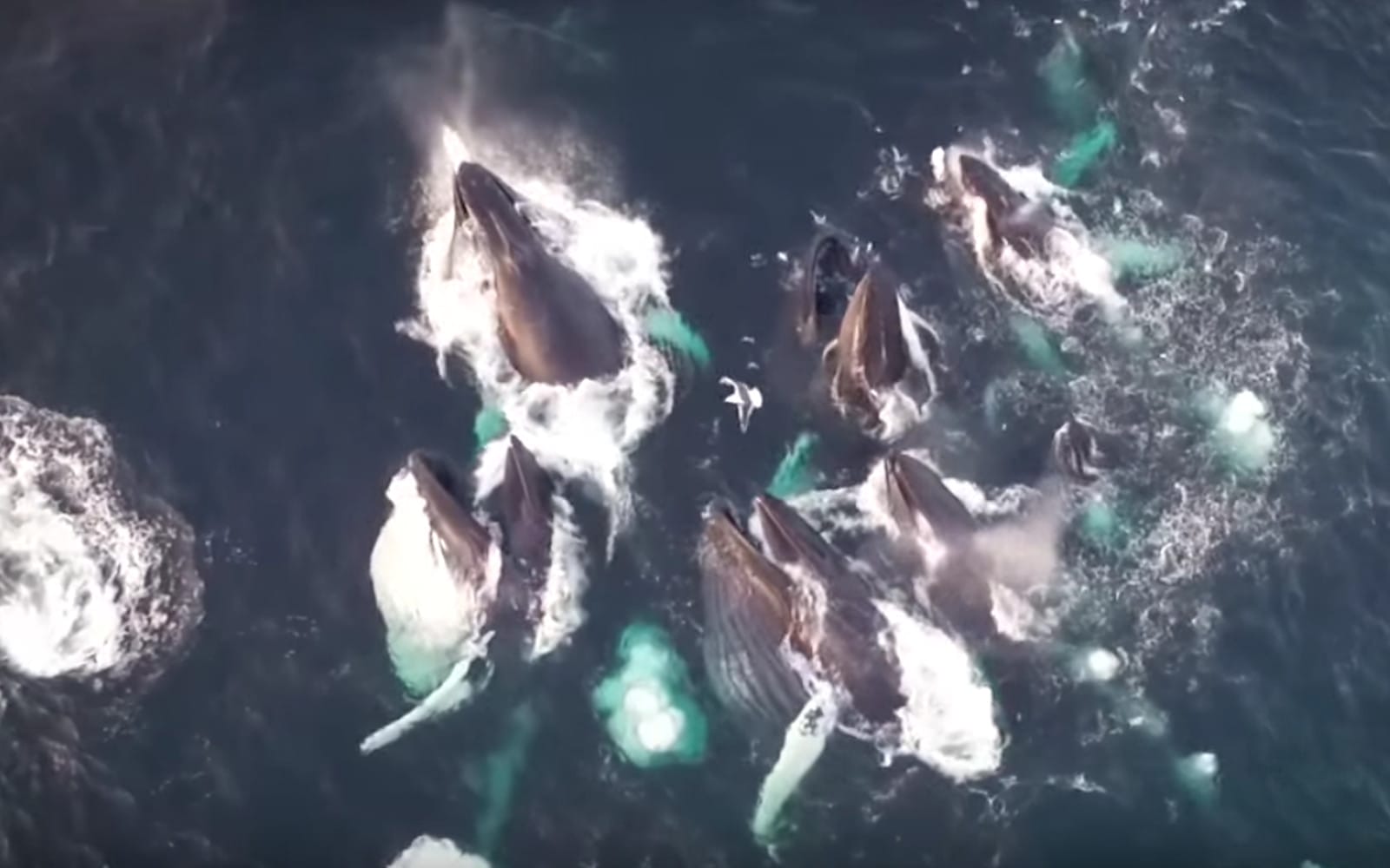 You Won’t Believe This Amazing Drone Footage of Humpback Whales (VIDEO ...