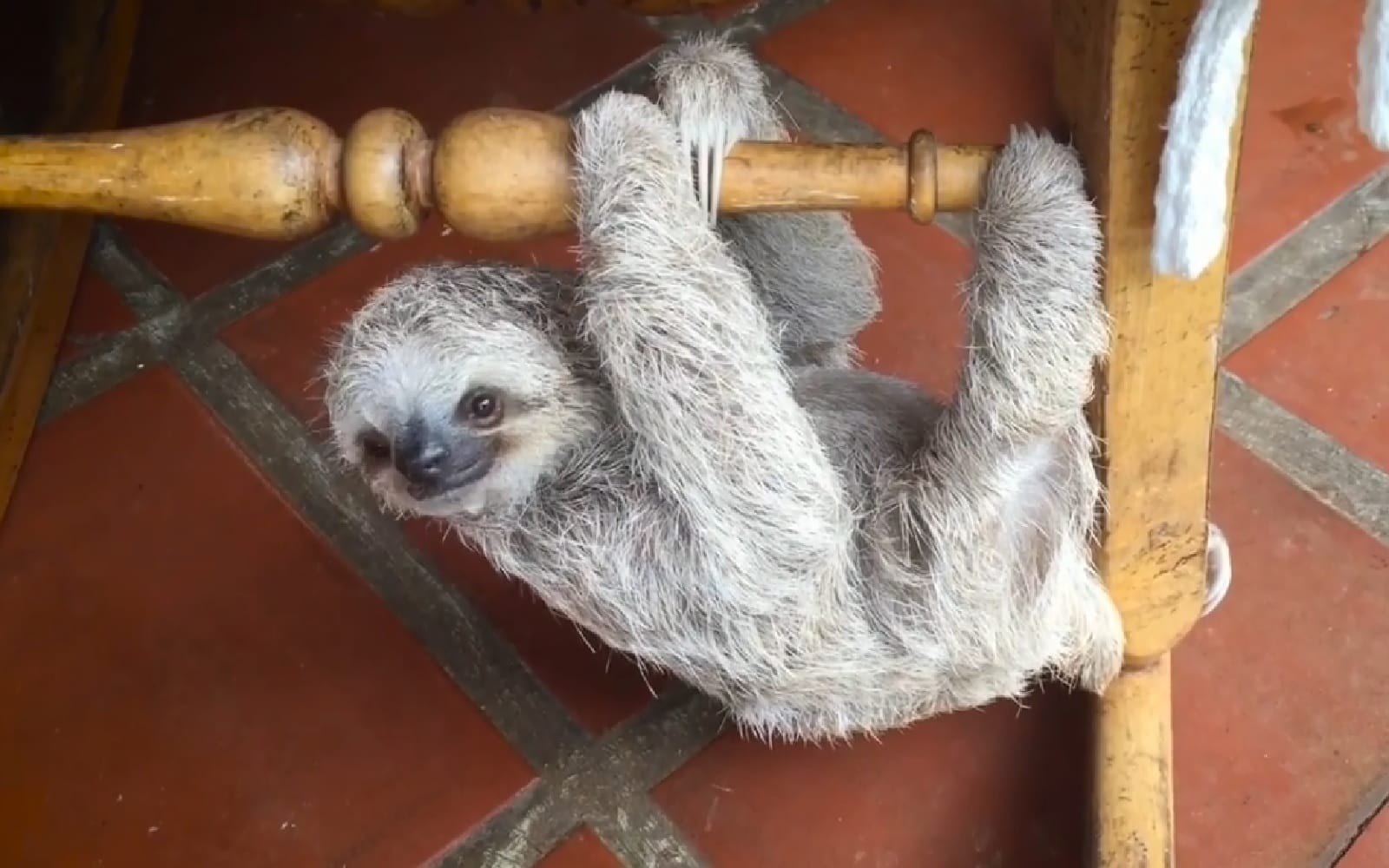 Sloth Awakening Brilliant Sloth Rescue Helps Orphaned Babies Learn to Climb Using ...