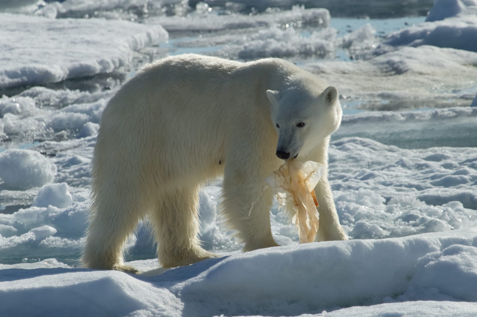 PlasticOceansPolarBear.jpg