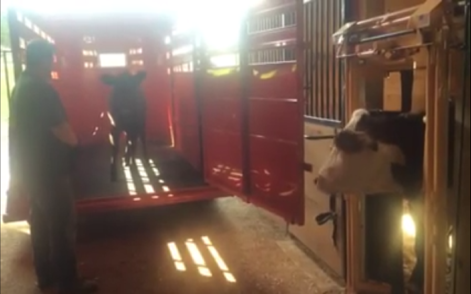 Rescued Cow Arrives at Sanctuary and Meets Other Cow – It’s Love at ...