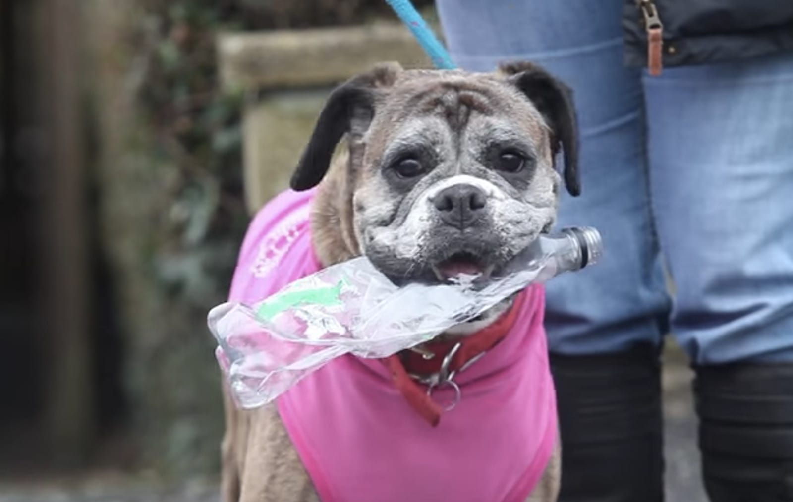 Sorting Dogs Plastic Amazing Dog Picks Up Plastic Trash on Her Daily Walks (VIDEO) – One ...