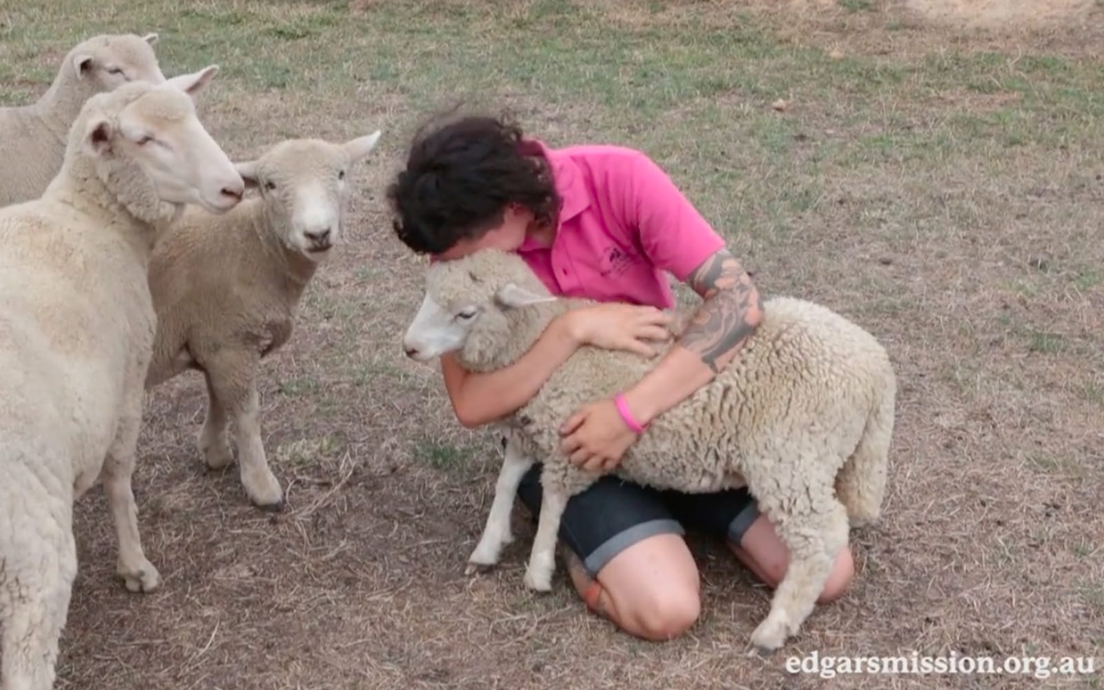 Have You Hugged an Animal Today? This Video of Farm Animals Getting ...