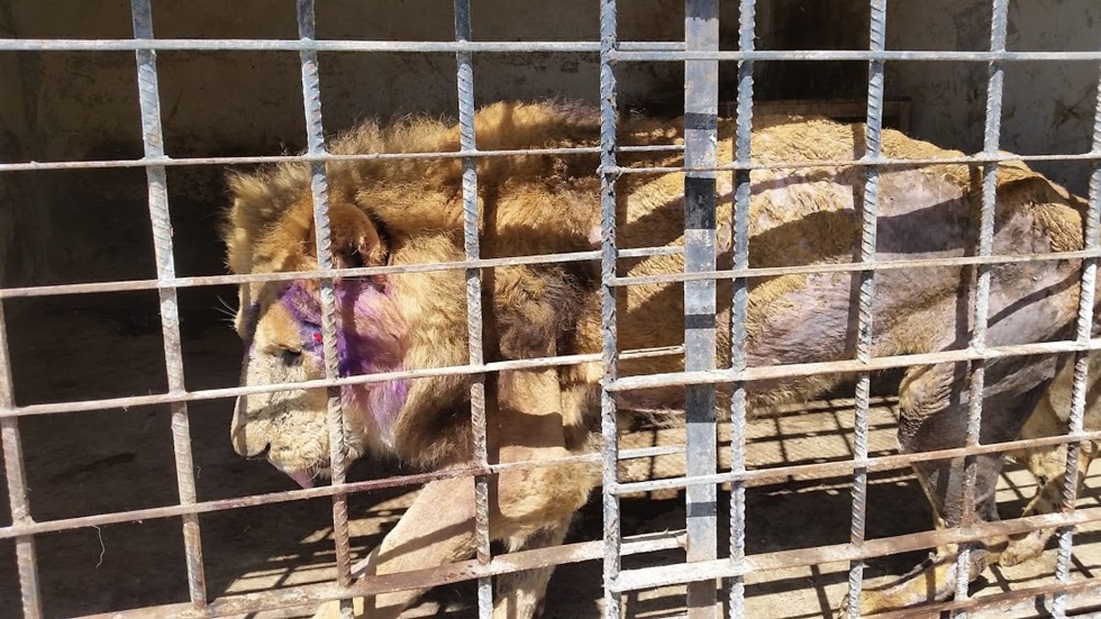 Lions and Leopards Starving to Death at Yemen's Taiz Zoo While
