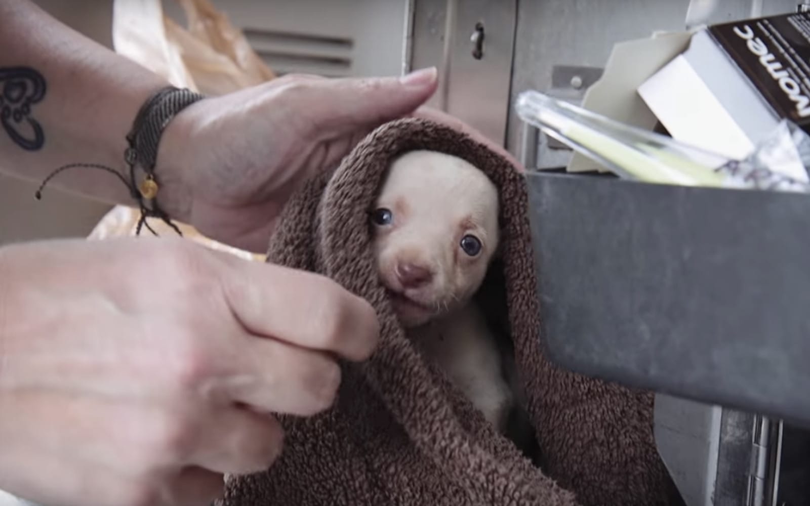 Amazing Rescue Group Saves 32 Dogs, Cats, Chickens, and Donkeys From ...