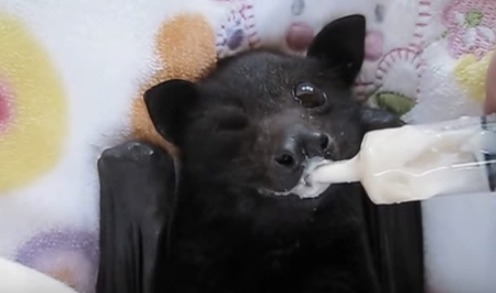 Get Ready to Completely Lose Your Chill Watching This Precious Baby Bat ...