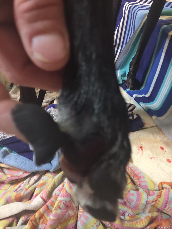 What Do You Do When A Dog Rips Its Nail Off