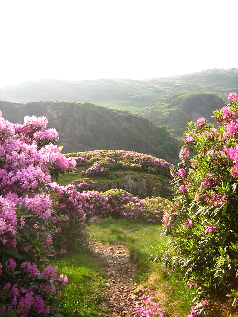 All About Mountain Laurel and Rhododendron: Spring's Floral Display  Darlings  One Green Planet