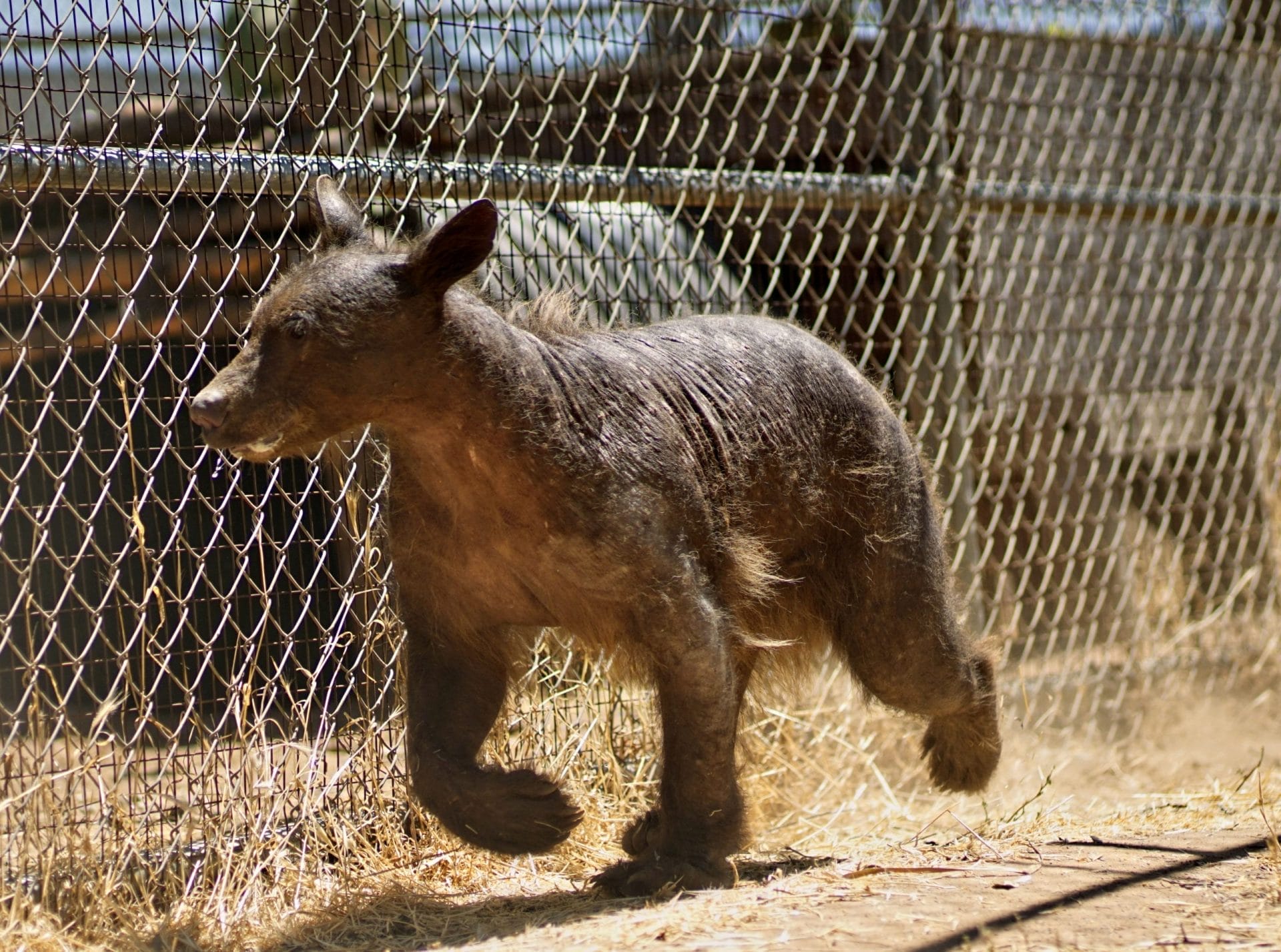 Watch Hairless Bear Saved Two Years Ago Enjoy Recovery in Her New Permanent  Home!
