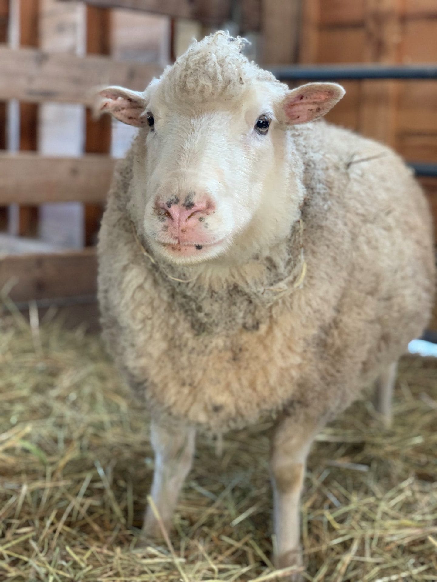Woodstock Farm Sanctuary Welcomes a Sheep Named Mabel Just in Time