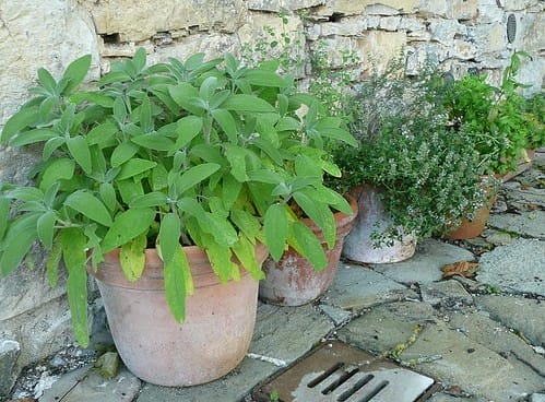 5 Medicinal Herbs to Grow in Pots  One Green Planet
