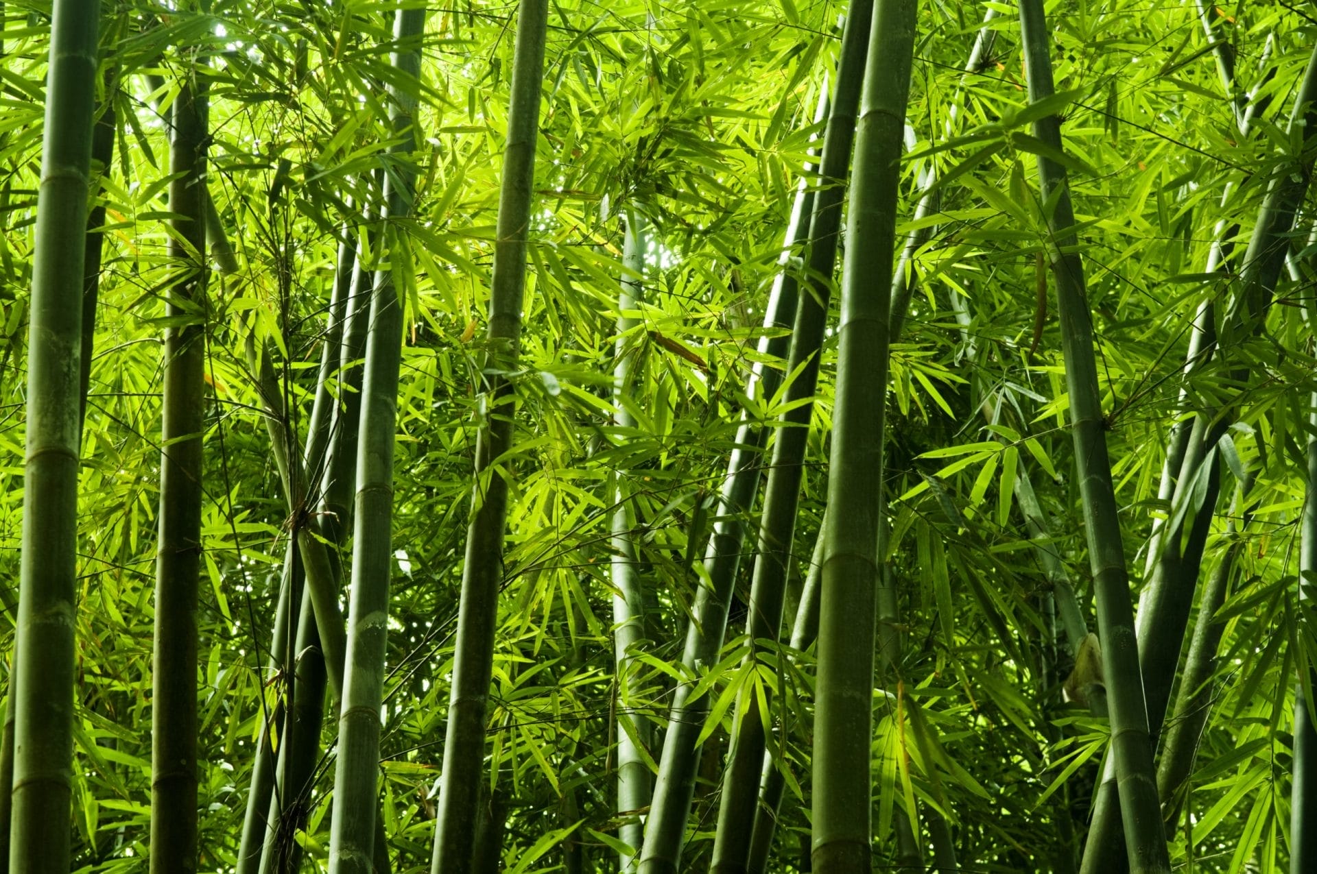 How Sustainable is Bamboo Fiber?  One Green Planet