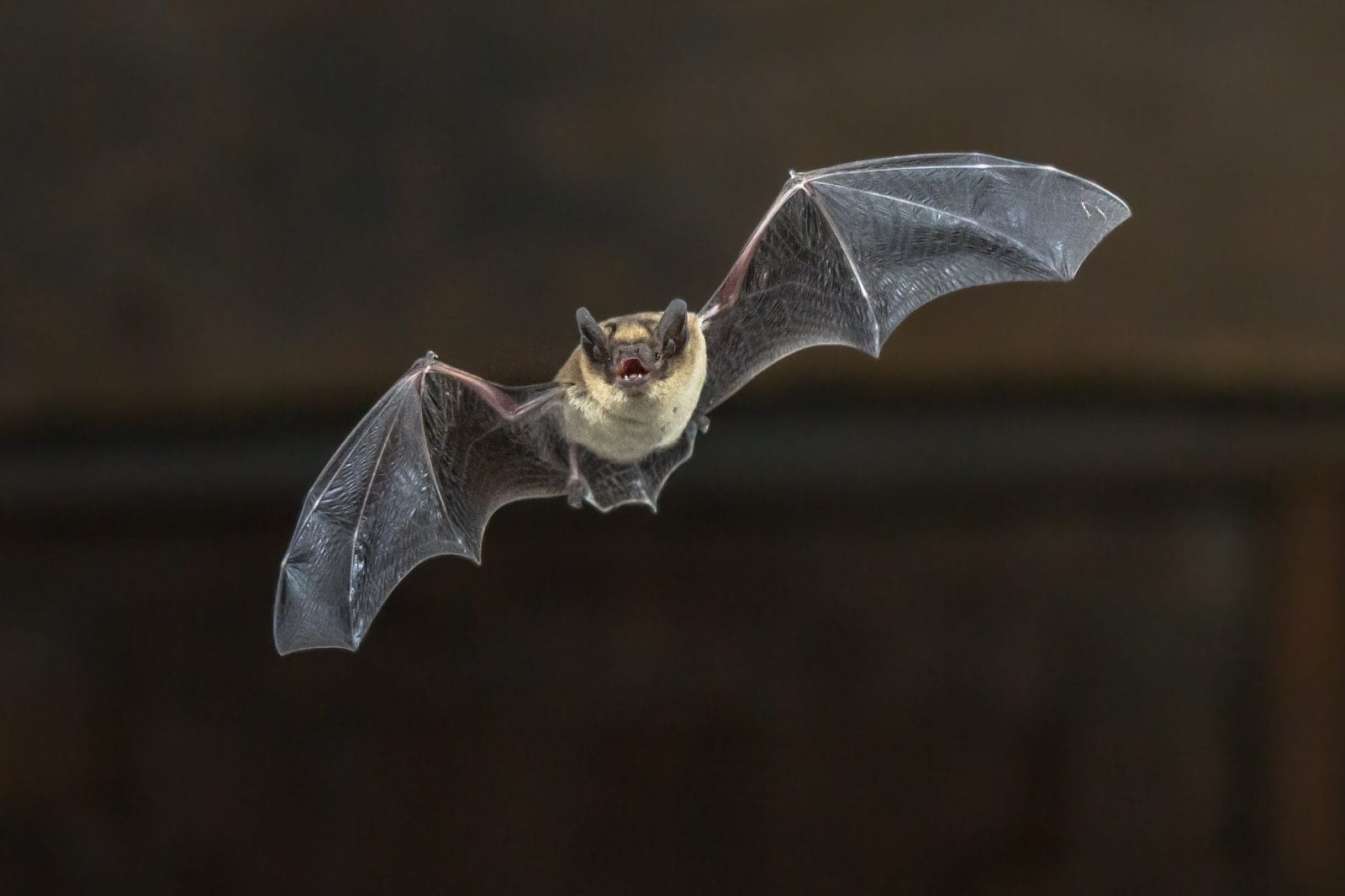 Tiny Bat Trapped in Bird Netting Is the Sweetest Rescue Patient We Have Ever Seen! [Video] - Vimarsana News
