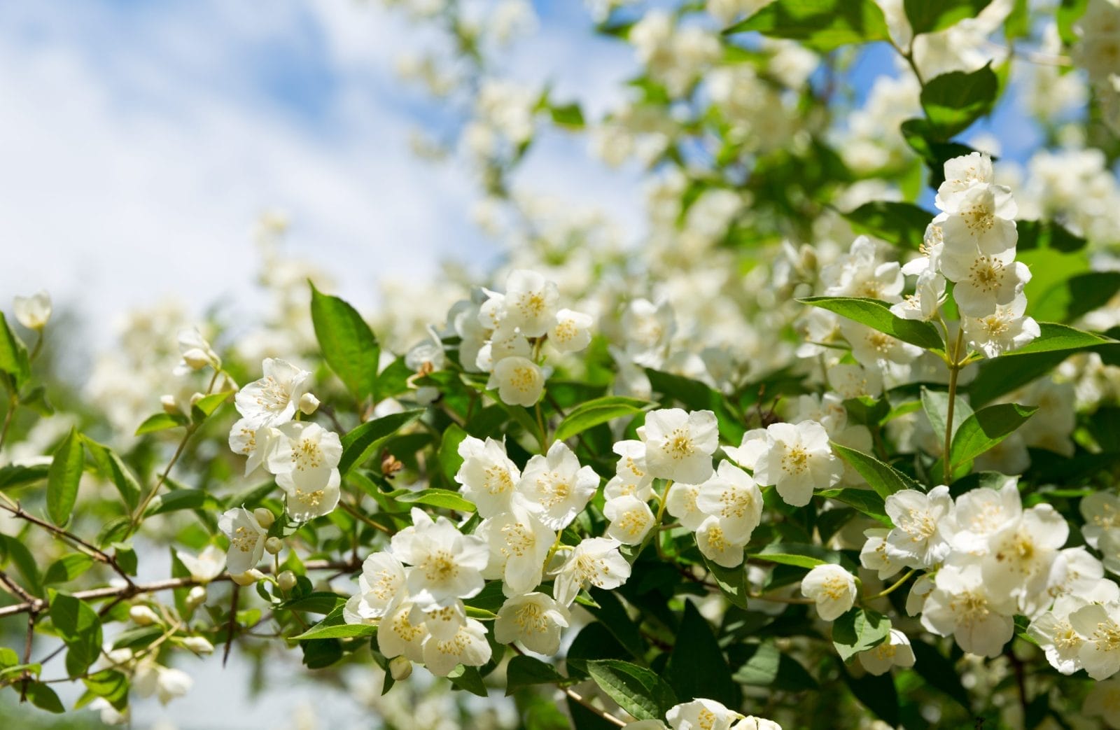 Common jasmine vine covered in small white flowers · title: Jasmine for tea