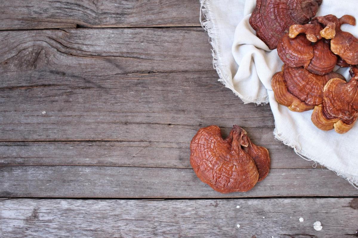 Ingredient Spotlight Reishi Mushroom, a Superfood that Helps