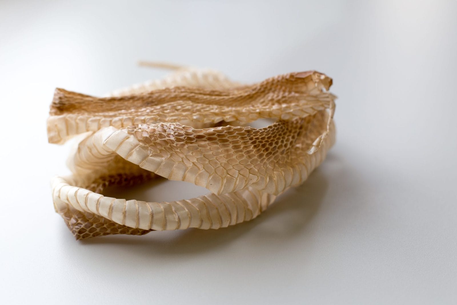 Snake Released Back Into Wild After Pile of Shedded Snake Skins Found ...