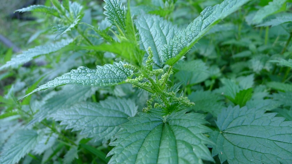 How to Grow and Use Stinging Nettles  One Green Planet
