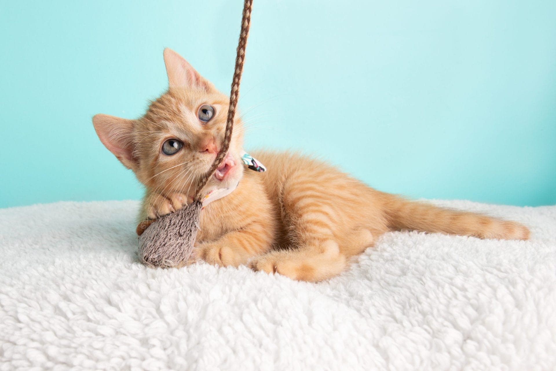 cat paw electronic cat toy orange shorthair paw style