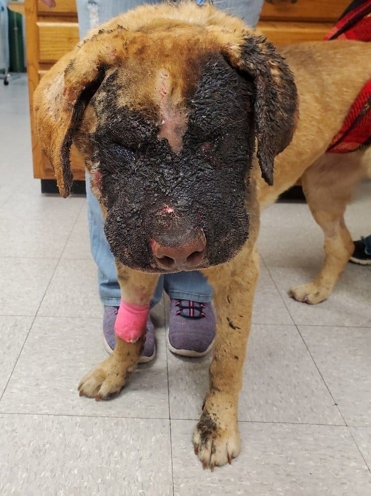 Mississippi Finally Enacts Buddy's Law Mandating Psychological Treatment for Kids Who Commit Animal Cruelty – One Green Planet