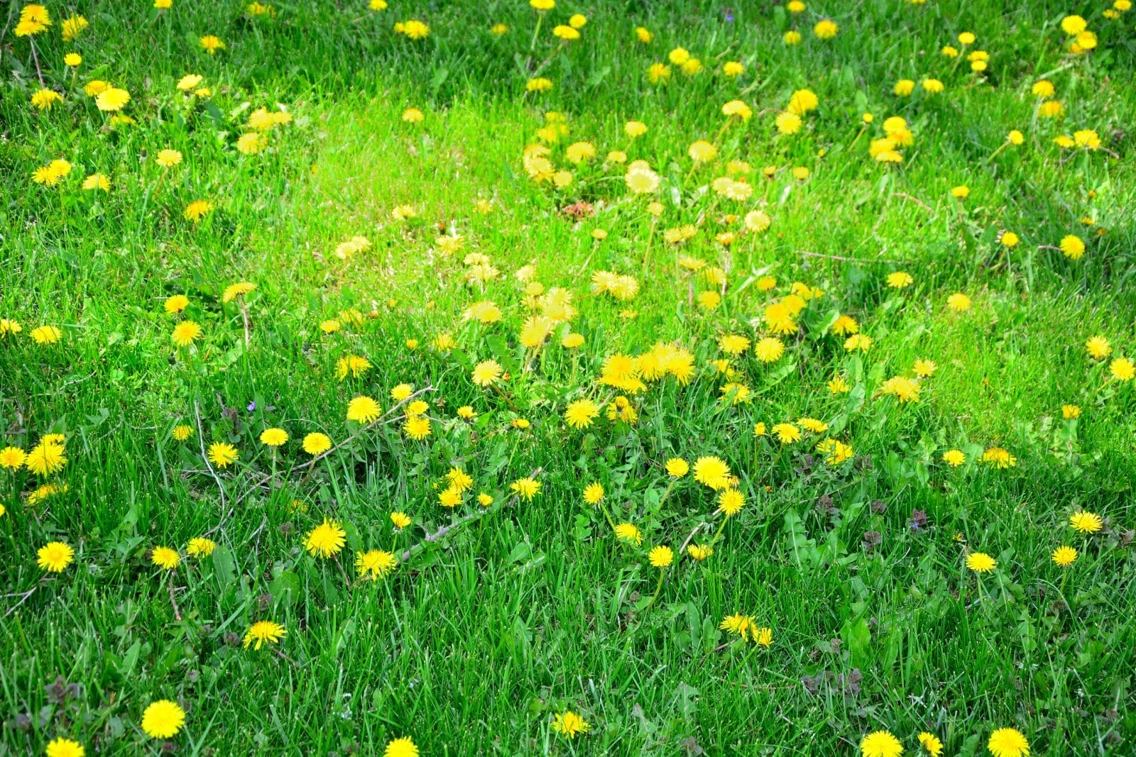 8 Plants That Are Not Grass To Use for Low-Maintenance Lawns - Vimarsana News