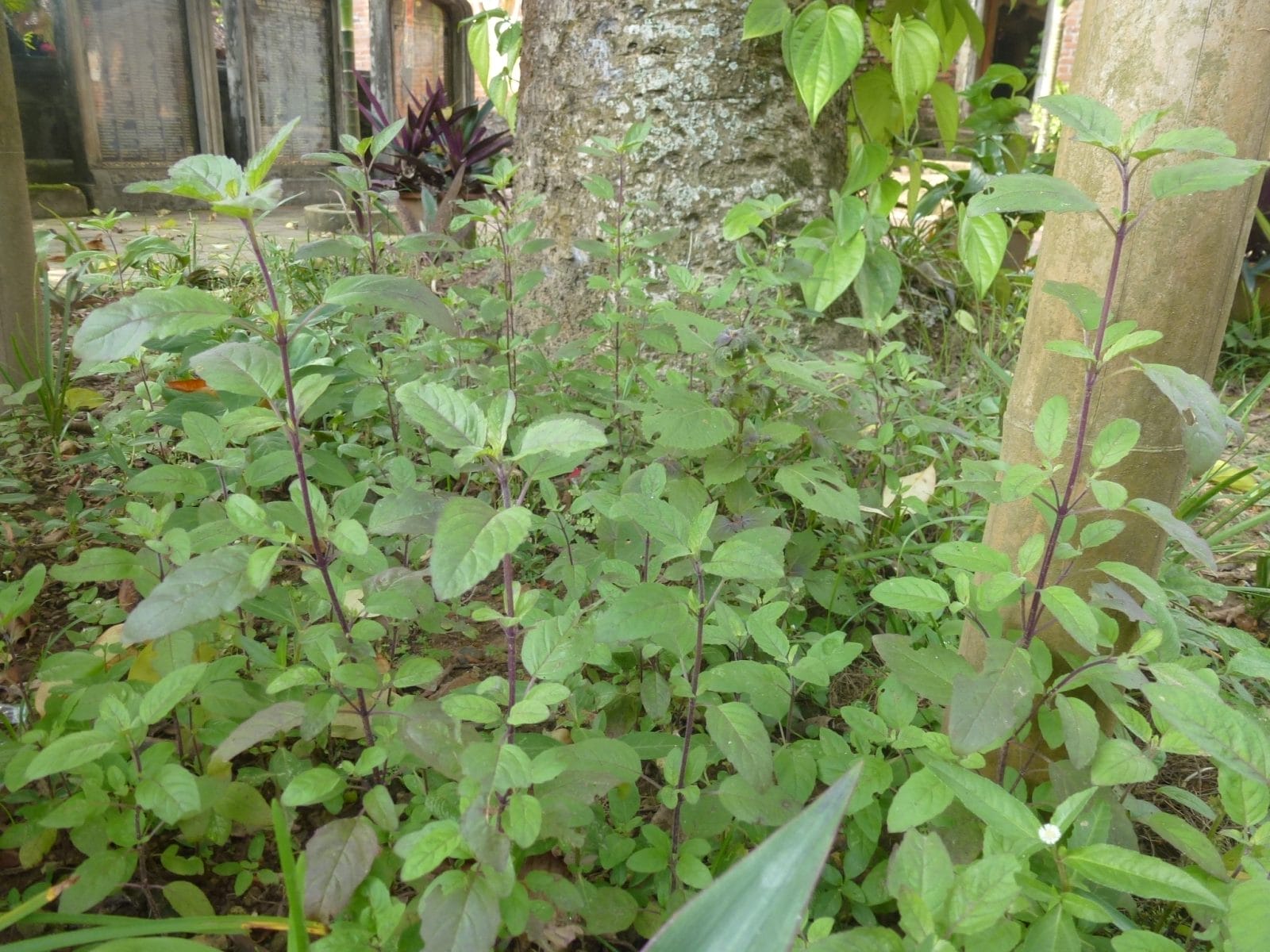 choisya plant Buy Choisya Sundance Plants Online For Only 28  Plants2Gardens