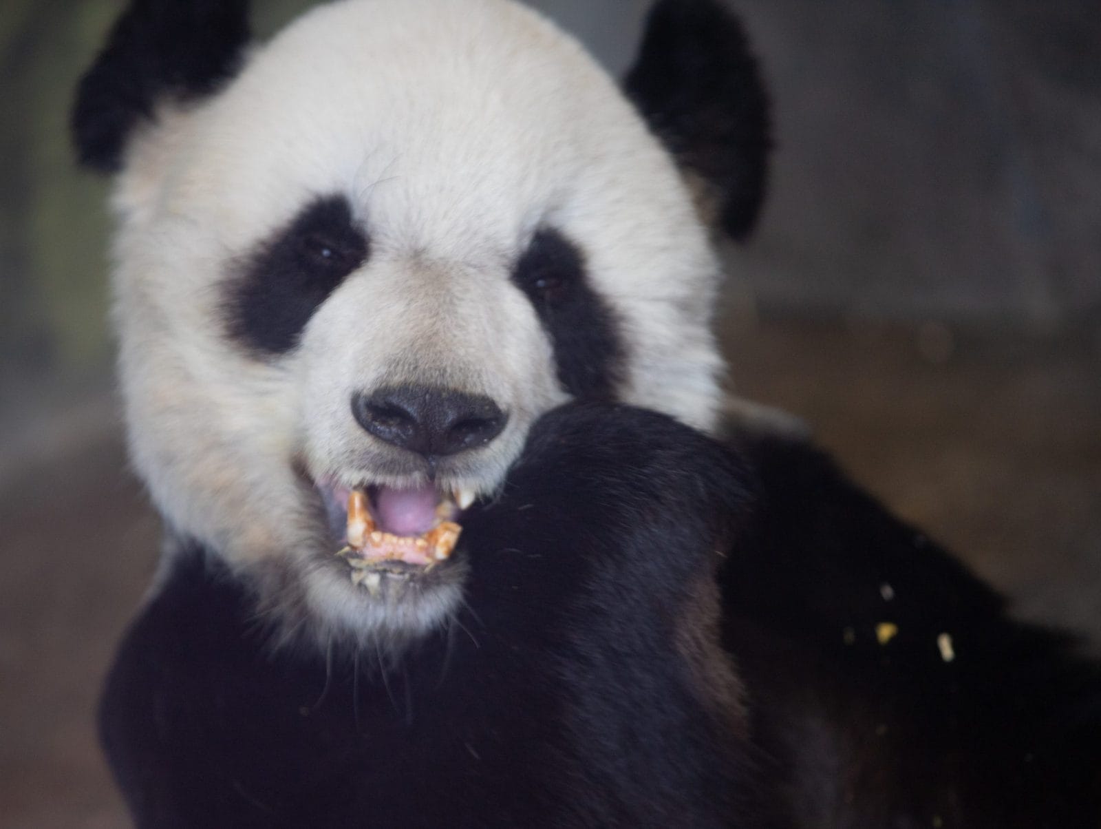 Animal Advocates Seek Justice for Giant Panda LeLe Who Died in