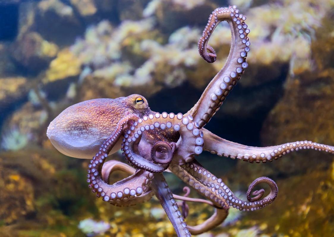 Eating Octopus is Unacceptable, Say One in Four Americans - Vimarsana News