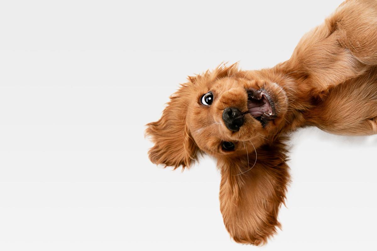 Daily Top News: Puppy Enjoys Playtime with Older Dog, Dog's Hilarious Bedtime Struggles, Diving Deep into Electric Vehicle Production, and More! - Vimarsana News