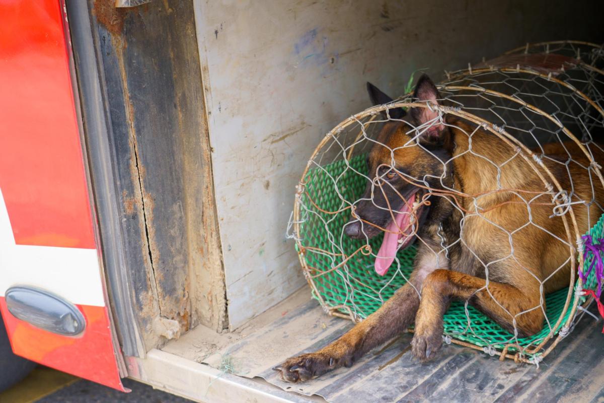 Petition: Help End the Yulin Dog Meat Festival - Vimarsana News