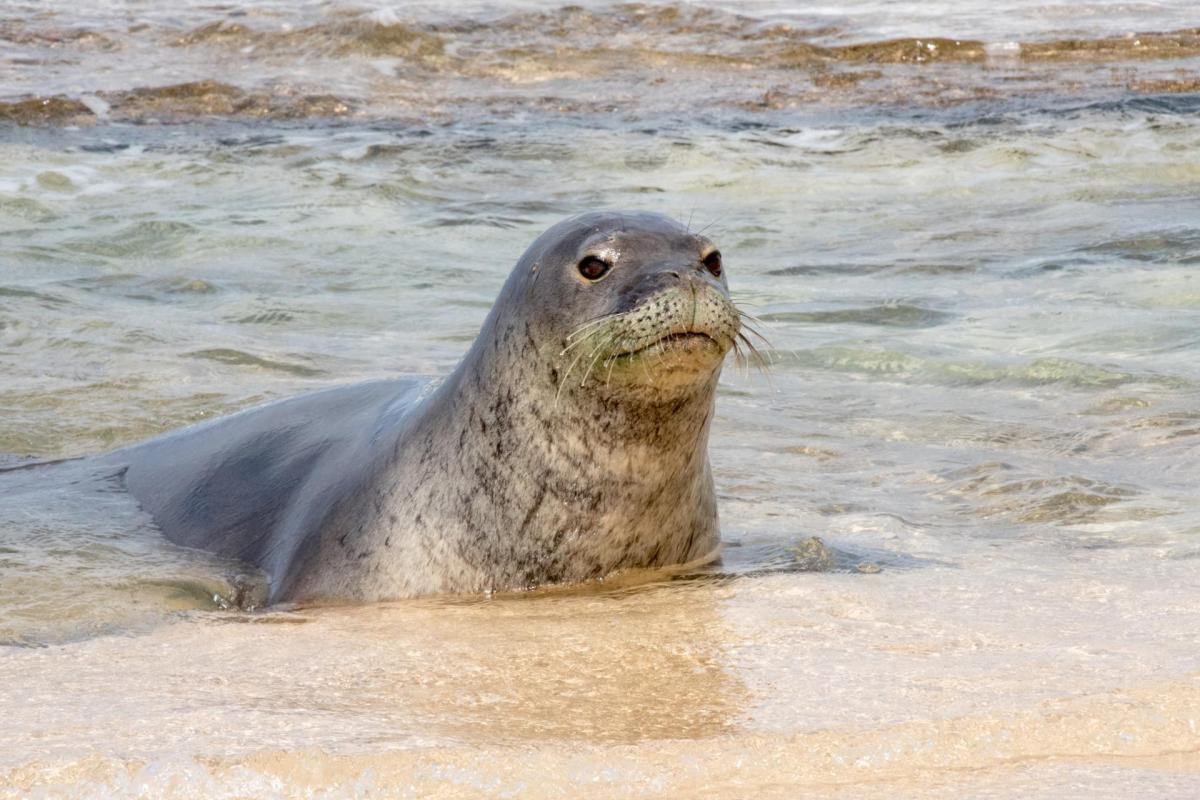 Petition: Tell the NOAA to Investigate the Cause of a Seal Pup's Death - Vimarsana News