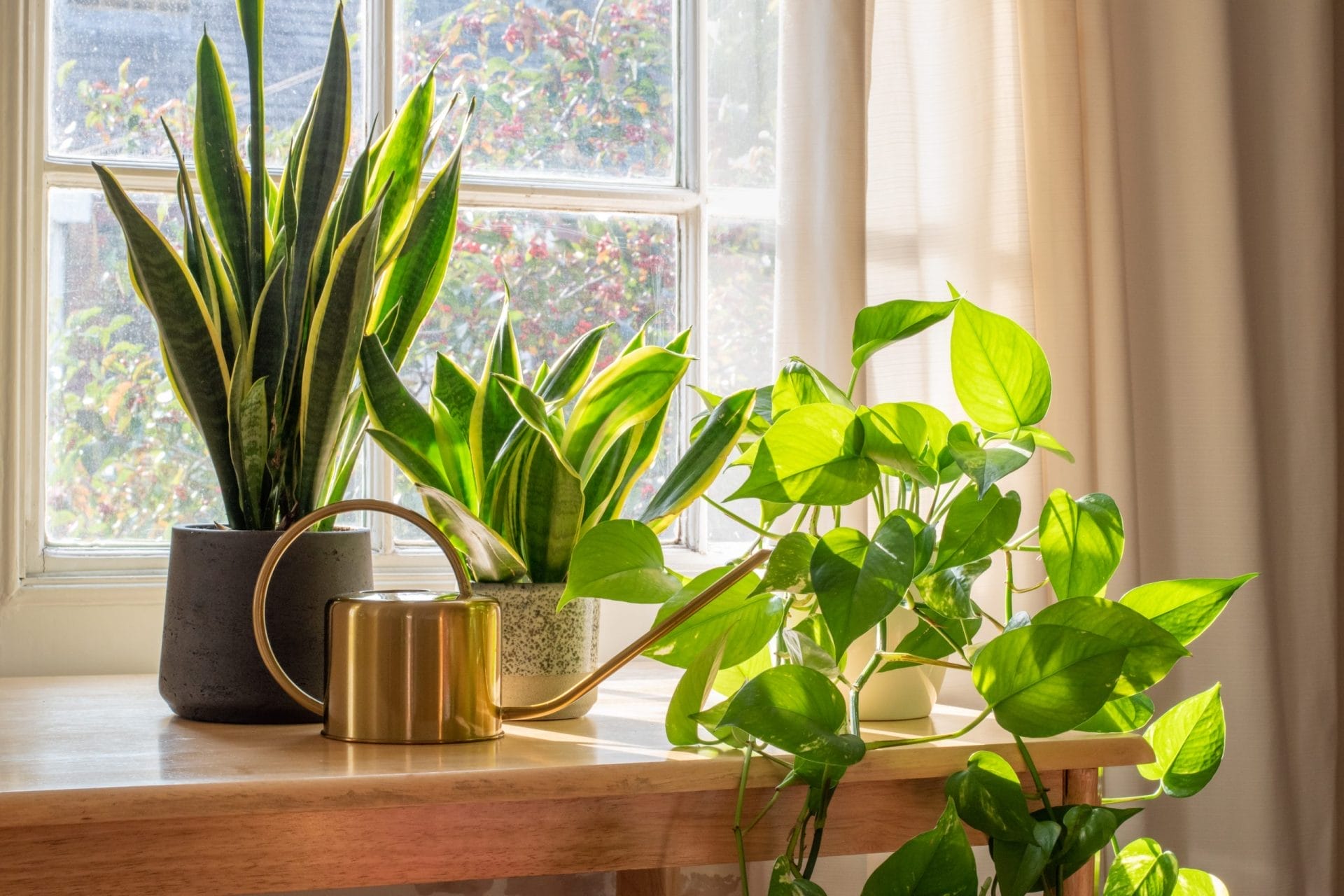 money trees for sale Buy Money Tree Plants Online