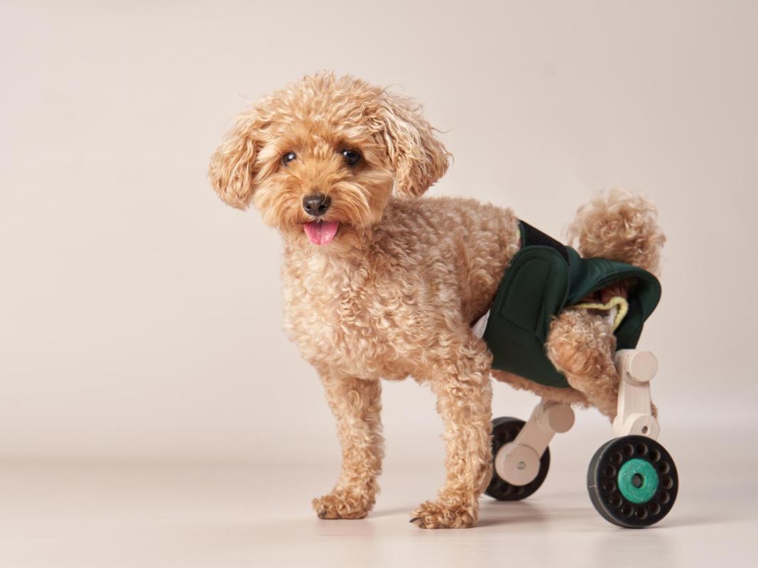 Pet Sitter's Inventive Solution Brings Joy and Mobility to Special-Needs Pup - Vimarsana News