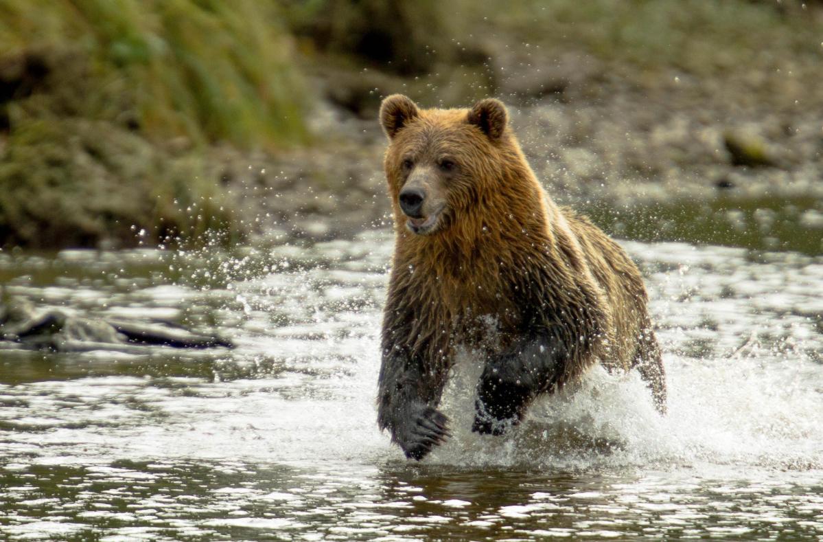 Climate Change Delays Beloved Grizzly's Salmon Feast - Vimarsana News
