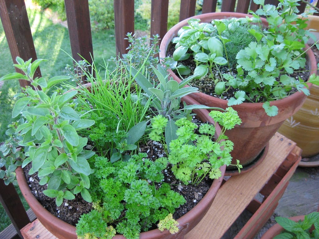 8 Ideas for Growing Food in Containers - One Green Planet - Vimarsana News