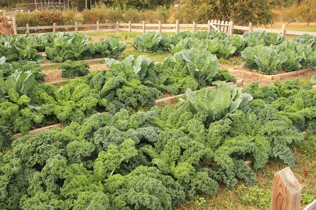 8 Tips for Growing and Using Your Own Greens - One Green Planet - Vimarsana News