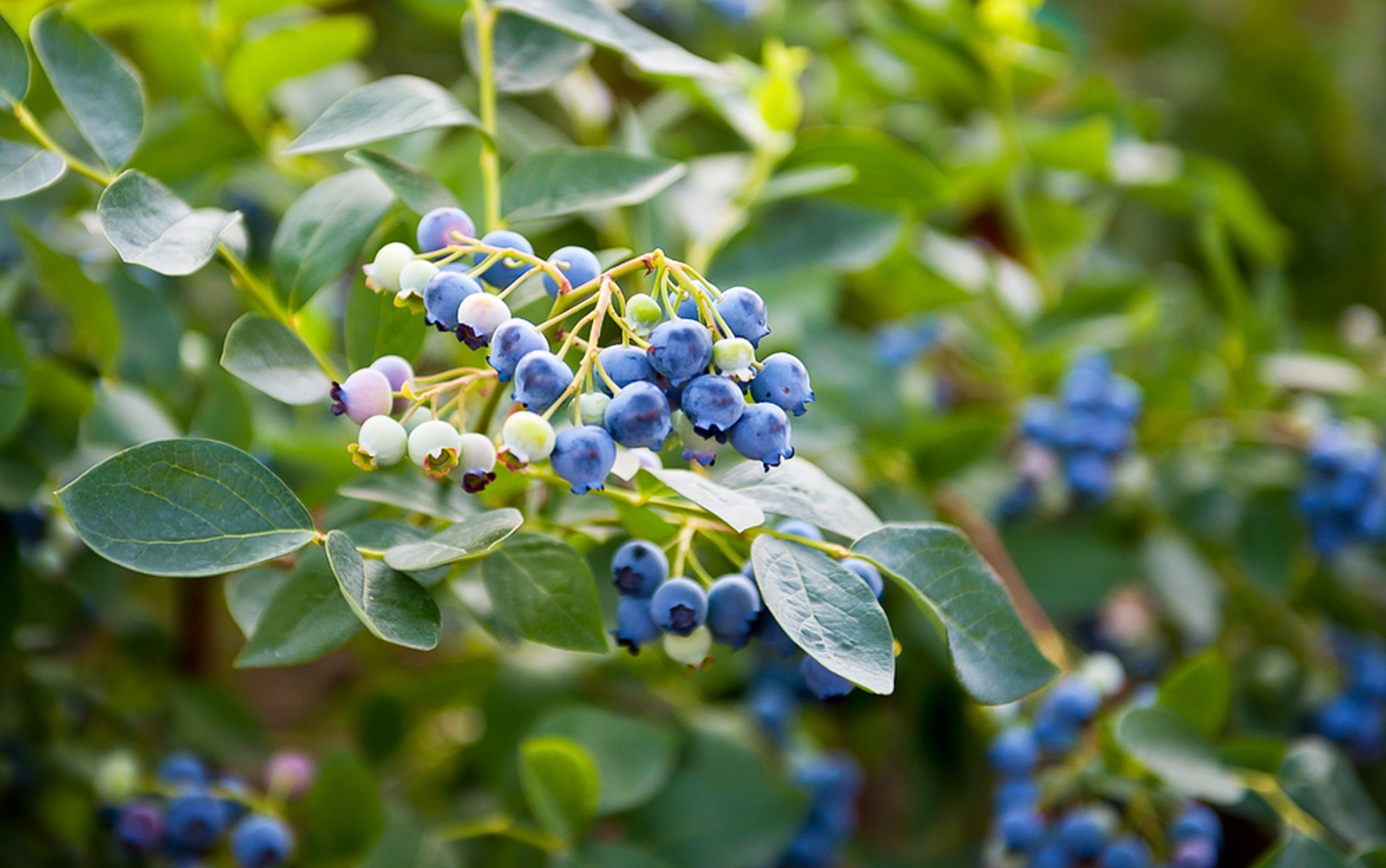 8 Ways Get a Huge Fruit Harvest and Use it Up - Vimarsana News