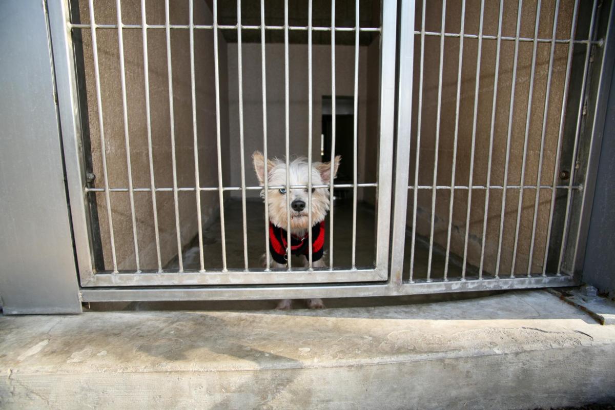 Daily Top News: Young Pianist Soothes Shelter Dogs, Plant-Based Steak Introduced at Florida Steak House, Incandescent Bulbs Banned, and More! - Vimarsana News