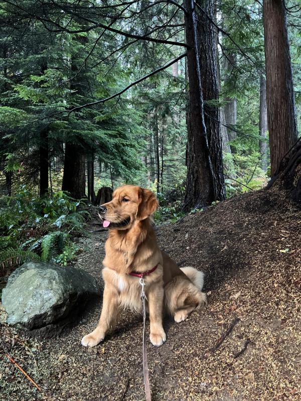 Golden Retriever Survives Copperhead Bite - One Green Planet - Vimarsana News