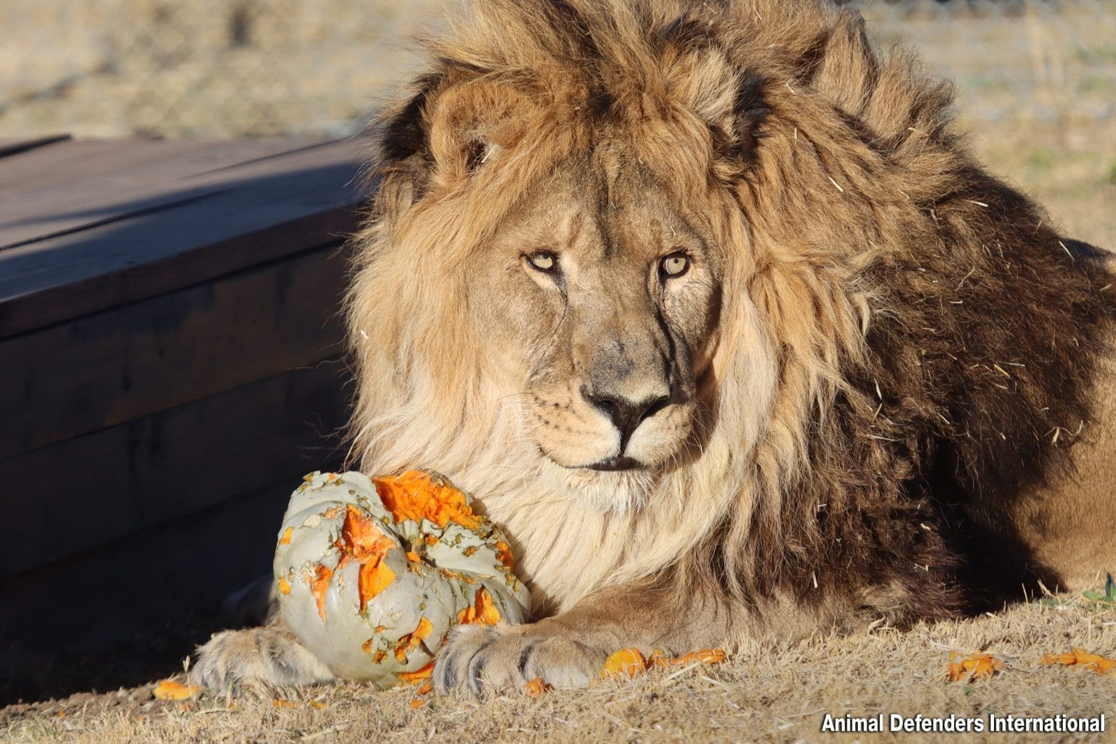 The World's Loneliest Lion Takes First Steps in Sanctuary – One
