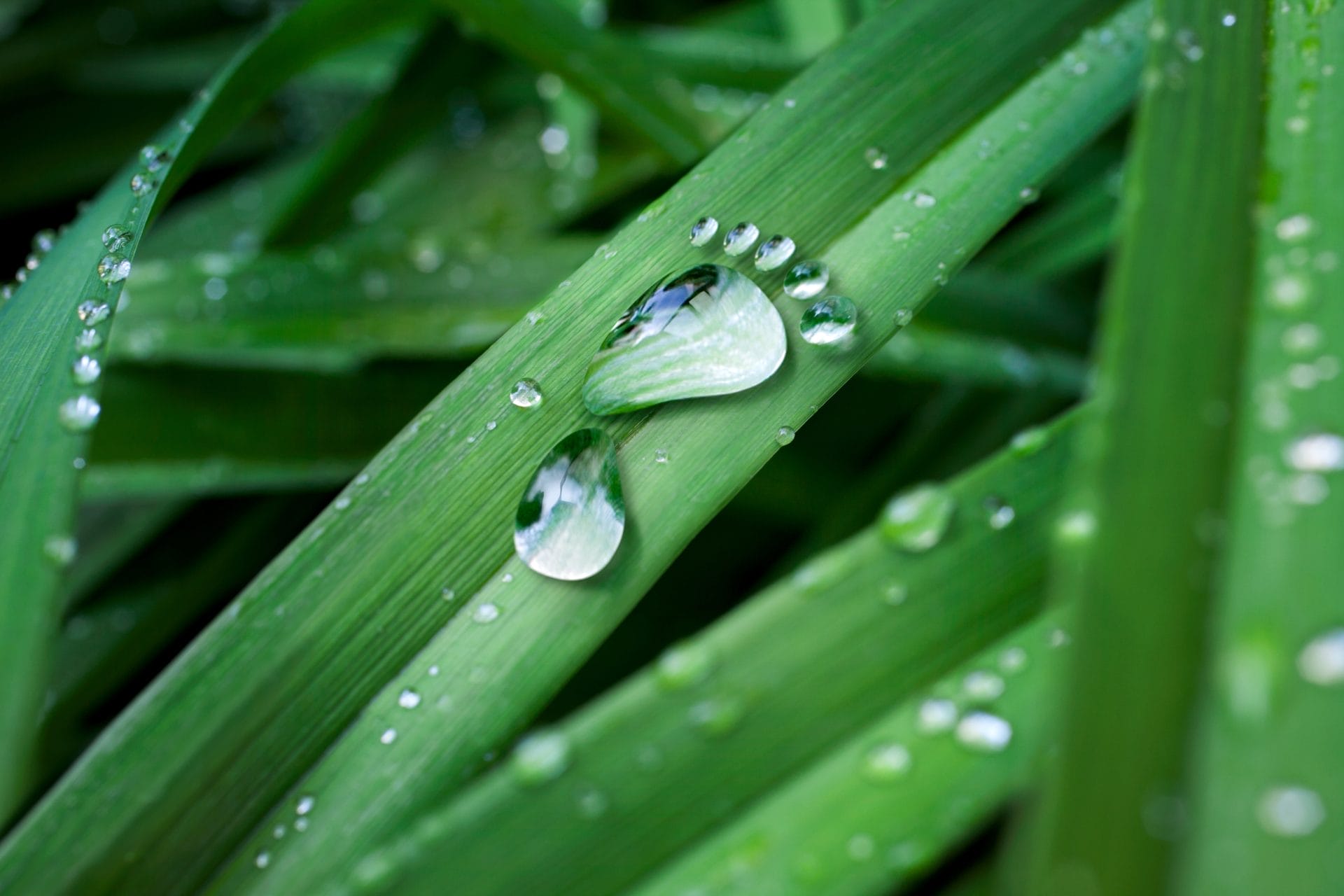 5 Ways to Sequester Carbon at Home - One Green Planet - Vimarsana News