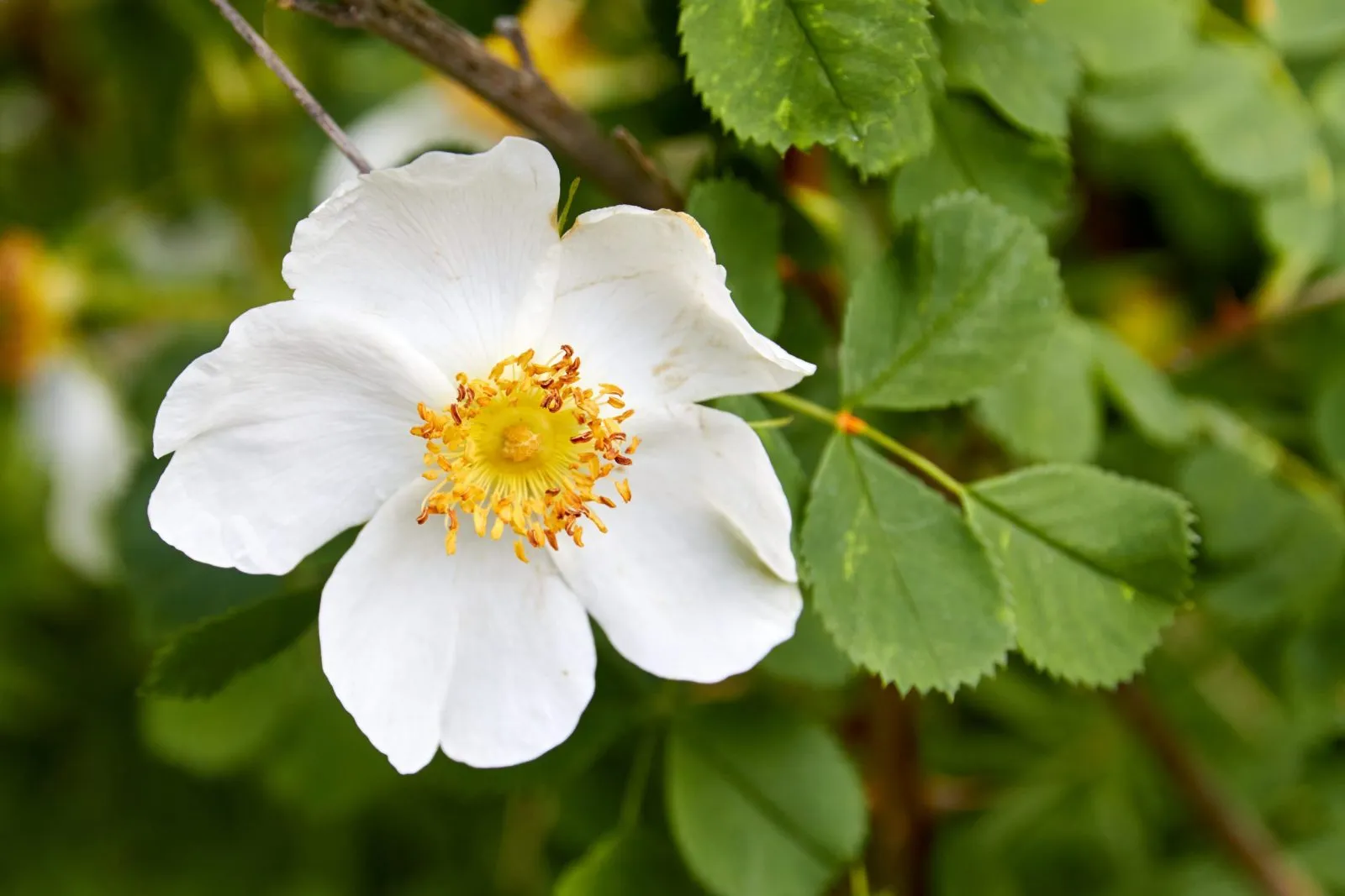 8 Fascinating Plant Families to Get to Know - One Green Planet - Vimarsana News